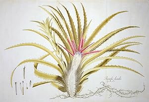 Bromelie (Bromeliaceae) , Bromelie (Bromeliaceae). - "Bromelia Humilis. Tacq. Misc. vol. 2.".