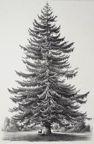 Tannen (Abies) , Tannen (Abies). - "o.T.".