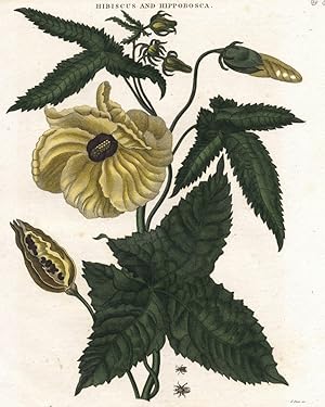 Hibiskus (Hibiscus) , Hibiskus (Hibiscus). - "The Hibiscus abelmoscus, and the Hippobosca equina,...