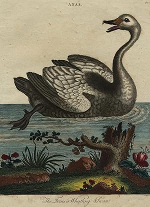 VÃ gel, Schwan , VÃ gel. - Schwan. - "The Ferus or Whistling Swan".