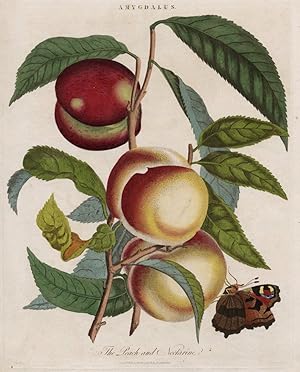 Nekatrinenbaum, Amygdalus , Nekatrinenbaum. - Amygdalus. - "The Peach and Nectarine".