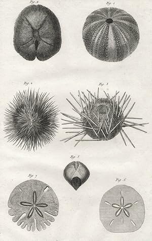 Seeigel (Echinoidea), Diderot Histoire Naturelle , Seeigel (Echinoidea). - Diderot Histoire Natur...
