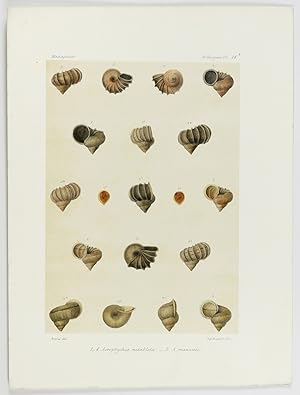 Bild des Verkufers fr Histoire physique, naturelle et politique de Madagascar, published by Grandidier: Mollusques. Plate 24a, Acroptychia metableta. zum Verkauf von Antiquariaat Schierenberg