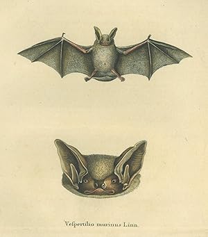 FLEDERMAUS. - Zweifarbfledermaus. "Vespertilio murinus Linn". Eine fliegende Zweifarbfledermaus, ...