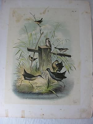 Bild des Verkufers fr Studer's Popular Ornithology. The Birds Of North America. Plate IV The Rail, The Virginia Rail, The Song Sparrow, The Marsh Wren zum Verkauf von Frey Fine Books