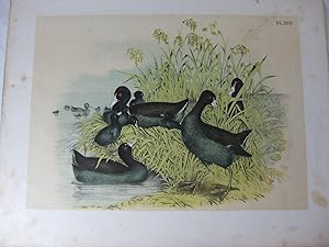 Seller image for Studer's Popular Ornithology. The Birds Of North America. Plate XVII The Cinereous Coot for sale by Frey Fine Books
