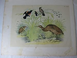 Seller image for Studer's Popular Ornithology, The Birds Of North America, Plate XXXIII The American Bittern, Red Winged Starling (Blackbird) for sale by Frey Fine Books