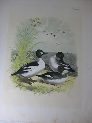 Bild des Verkufers fr Studer's Popular Ornithology, The Birds Of North America, Plate XXXV The Golden-Eyed Duck zum Verkauf von Frey Fine Books