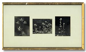 [Three Original Prints of Still Life Photographs of Flowers]