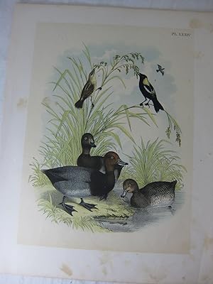 Seller image for Studer's Popular Ornithology, The Birds Of North America, Plate XXXIV The Red-Headed Duck, The Bobolink Or Rice-Bird for sale by Frey Fine Books