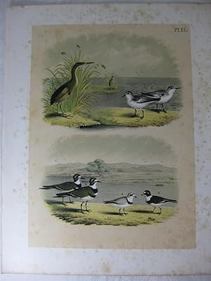 Seller image for Studer's Popular Ornithology, The Birds Of North America, Plate XL The Least Bittern, The Sanderling or Ruddy Plover, Kildeer Plover, Piping Ringed Plover, Semi-Palmated, Ring Or Ring-Necked Plover for sale by Frey Fine Books