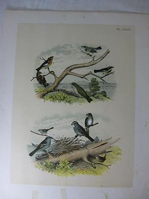 Immagine del venditore per Studer's Popular Ornithology, The Birds Of North America, Plate XXXVI The Blue Yellow-Backed Warbler, Black And Yellow Warbler, Blackburnian Warbler, Hermit Thrush, White-Throated Sparrow, White-Crowned Sparrow, Winter Wren venduto da Frey Fine Books
