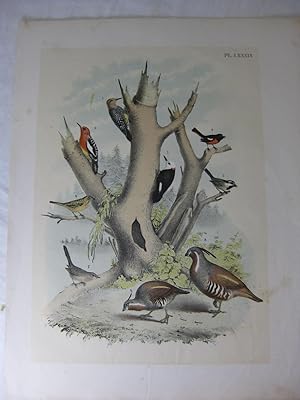 Bild des Verkufers fr Studer's Popular Ornithology, The Birds Of North America, Plate LXXIX Brown-Headed, Red-Breasted & White-Headed Woodpeckers, Mountain Titmouse, Plumed Partridge Or Quail zum Verkauf von Frey Fine Books