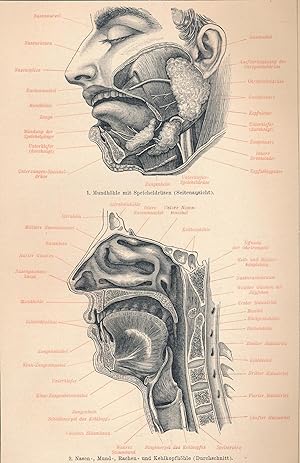Mund- und Nasenhöhle des Menschen: 1. Mundhöhle mit Speicheldrüsen. 2. Nasen-, Mund-, Rachen- und...