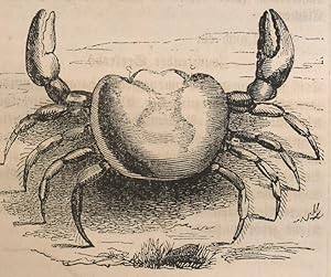 Eine westindische Krabbe,