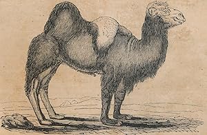 Das Trampelthier / Das weiße Lama,