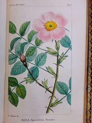 Seller image for Prodrome de la monographie des espces et varits connues du genre rosier, divises selon leur ordre naturel, avec la synonymie, les noms vulgaires, un tableau synoptique, et deux planches graves en couleur. Prodromus monographiae generis rosae (roses) for sale by Cole & Contreras / Sylvan Cole Gallery