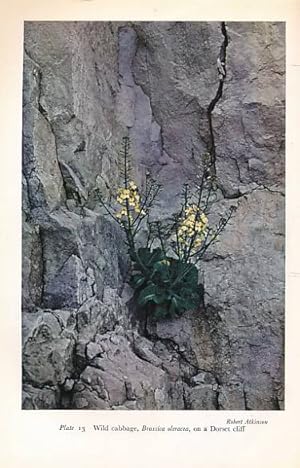 Seller image for Flowers of the Coast. New Naturalist No. 24 for sale by Barter Books Ltd