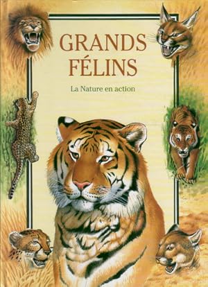 Grands Felins - La Nature en Action