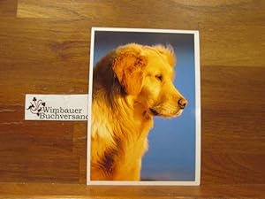 Seller image for Photopostkarte Golden Retriever for sale by Antiquariat im Kaiserviertel | Wimbauer Buchversand