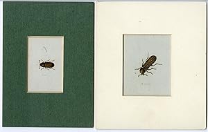 2 Antique Prints-BEETLE-INSECT-ENTOMOLOGY-APATE-DERMESTES-Panzer-1793