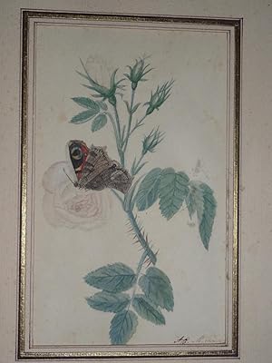 Antique Drawing-WHITE ROSE-BUTTERFLY-INSECT-FLOWER-van der Duyn-ca. 1880