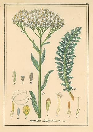 HEILPFLANZEN. - Schafgarbe. "Achillea Millefolium L". Die gemeine Schafgarbe.