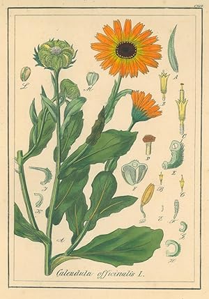 HEILPFLANZEN. - Ringelblume. "Calendula officinalis L". Die Ringelblume, auch Garten-Ringelblume.