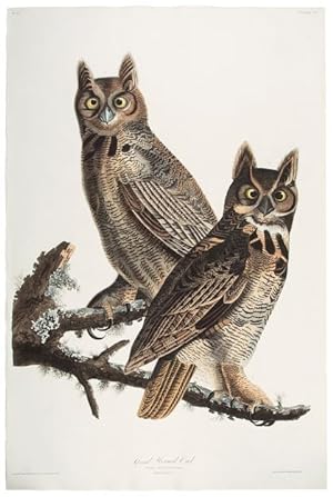 Great Horned Owl from The Birds of America