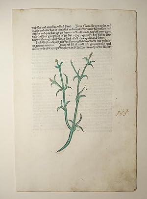 Bild des Verkufers fr Gart der Gesundheit (GWM 9766, Hain 8948). Blatt: Cap. CLXXXV. Fagasmon kleyn swerteln oder wilde swerteln. zum Verkauf von Versandantiquariat Christine Laist