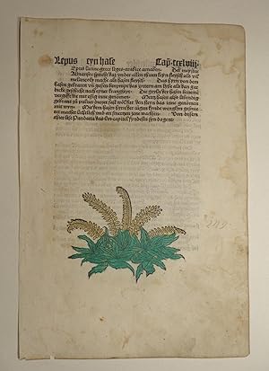 Image du vendeur pour Gart der Gesundheit (GWM 9766, Hain 8948). Blatt: Cap. CCXLIX. Melilorum wildeklee. mis en vente par Versandantiquariat Christine Laist