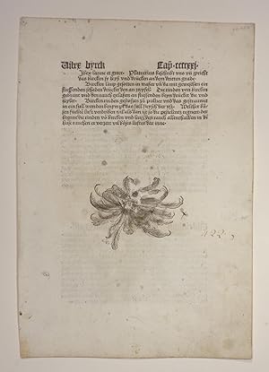 Image du vendeur pour Gart der Gesundheit (GWM 9766, Hain 8948). Blatt: Cap. CCCCXXII. Usnea maisz. mis en vente par Versandantiquariat Christine Laist