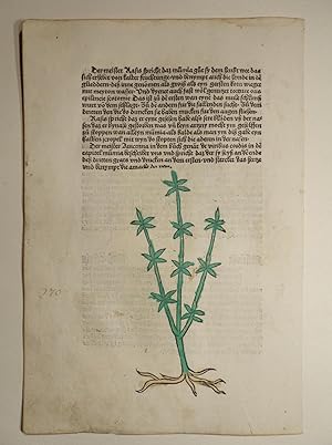 Image du vendeur pour Gart der Gesundheit (GWM 9766, Hain 8948). Blatt: Cap. CCLXX. Mirra mirr. mis en vente par Versandantiquariat Christine Laist