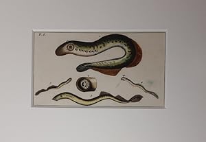 Fisch (?) - Kupferstich (koloriert)aus einem Buch des frühen 19. Jahrhunderts.