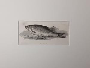 ROACH (Plötze / Fisch) - (Kupferstich aus einem Buch des frühen 19. Jahrhunderts)