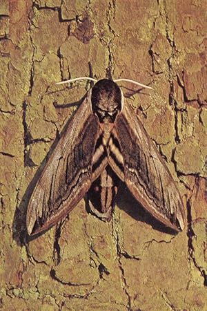 Privet Moth Lincolnshire Trust Postcard