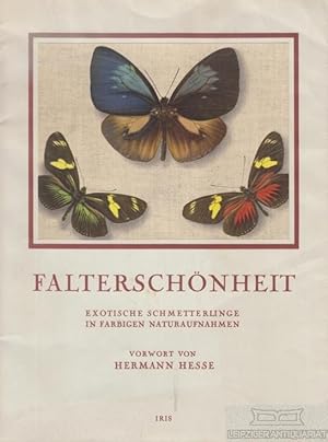 Falterschönheit Exotische Schmetterlinge in farbigen Naturaufnahmen. Vorwort von Hermann Hesse. E...