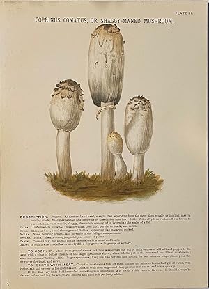 Mushrooms of America, Edible and Poisonous