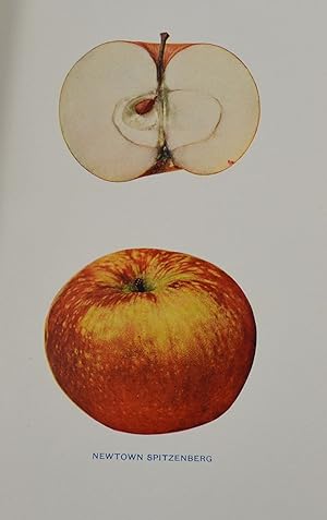 The Apples of New York: Beach, S. A. [Spencer Ambrose]
