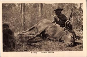 Ansichtskarte / Postkarte Banting, Taureau sauvage, Männer mit erlegtem Rind, Büffeljagd
