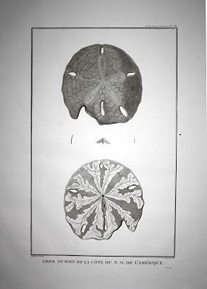 Immagine del venditore per "Gros oursin de la cote du N. O. de l'Amerique" - America North Sea urchin Seeigel Amerika Atlas du Voyage de la Perouse venduto da Antiquariat Steffen V�lkel GmbH
