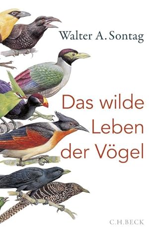 Immagine del venditore per Das wilde Leben der Vgel : Von Nachtschwrmern, Kuckuckskindern und leidenschaftlichen Sngern venduto da AHA-BUCH GmbH