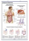 Aparato digestivo ; Aparato excretor : anatomía infantil