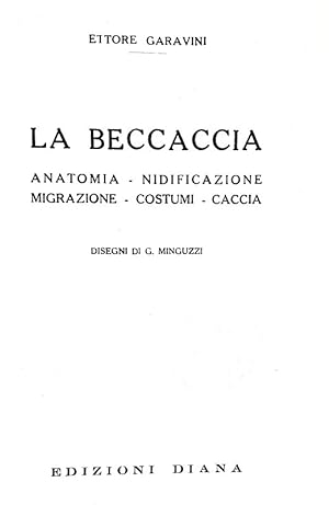 La beccaccia. Anatomia - nidificazione - migrazione - costumi - caccia. Disegni di G. Minguzzi.Fi...