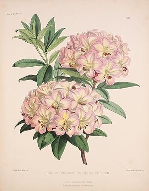 Rhododendron Duchess of Teck.