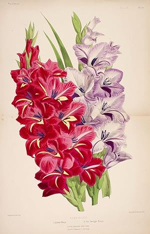 Gladiolus. 1. Queen Mary 2. Sir George Nares [Iris]