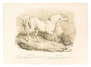 Marengo. Le coursier favori de Napoleon qu'il montait a la bataille de Marengo, appartenant au Ca...