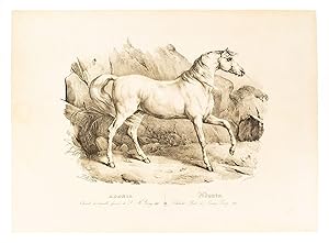 Adonis. Cheval de bataille favori de S.M. George III [no.]11. Schlacht Pferd des Kpenigs Georg III.