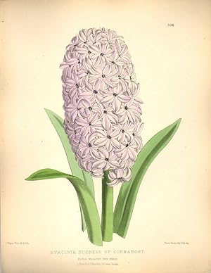 Hyacinth. Duchess of Connaught.
