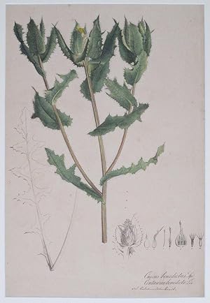 Cnicus benedictus. Sp. Centaurea benedicta. Lin. [St. Benedict's Thistle / Blessed Thistle].
